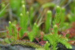Moeraswolfsklauw (Lycopodiella inundata) RL GE, Speuld